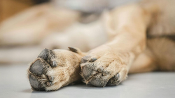 Contenido delicado: Denuncian que perrito "murió a gritos" por ritual en Puerto Montt
