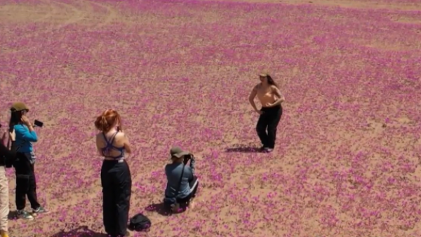 Los porfiados que no aprenden: Los destrozos de turistas en el desierto florido

