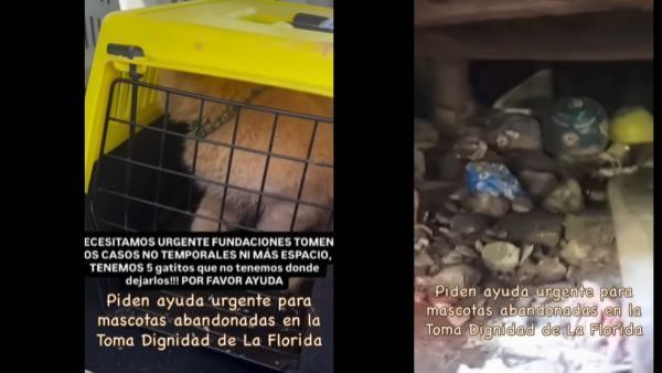 "¡Necesitamos ayuda!":Activistas acusan abandono de mascotas en desalojo de Toma Dignidad
