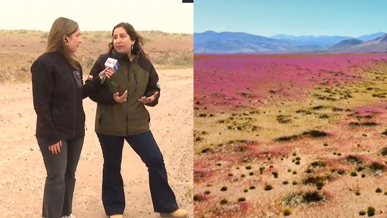 Un espectáculo único: ¡Llegamos hasta el desierto florido!
