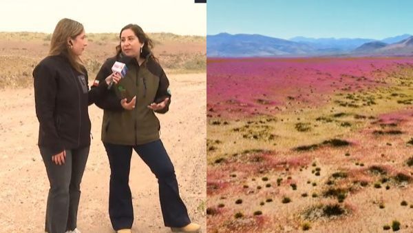 Un espectáculo único: ¡Llegamos hasta el desierto florido!

