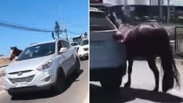 Horror absoluto: Yegua arrastrada por auto en Coquimbo fue encontrada muerta y faenada
