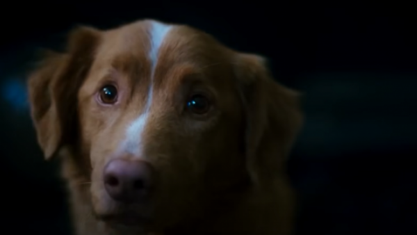 El perro protagonista de la película "Good Boy" pide ser nominado a los Premios Oscar