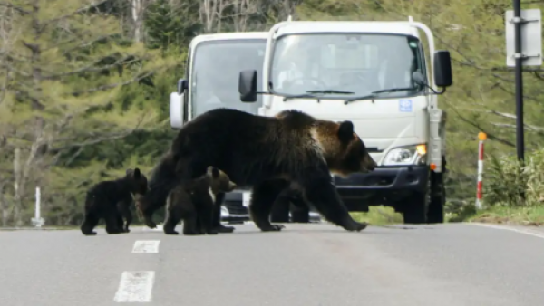 Japón despliega soldados ante ola de ataques de osos
