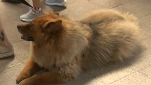 Los votantes más lindos: Los perritos se toman las elecciones en Chile
