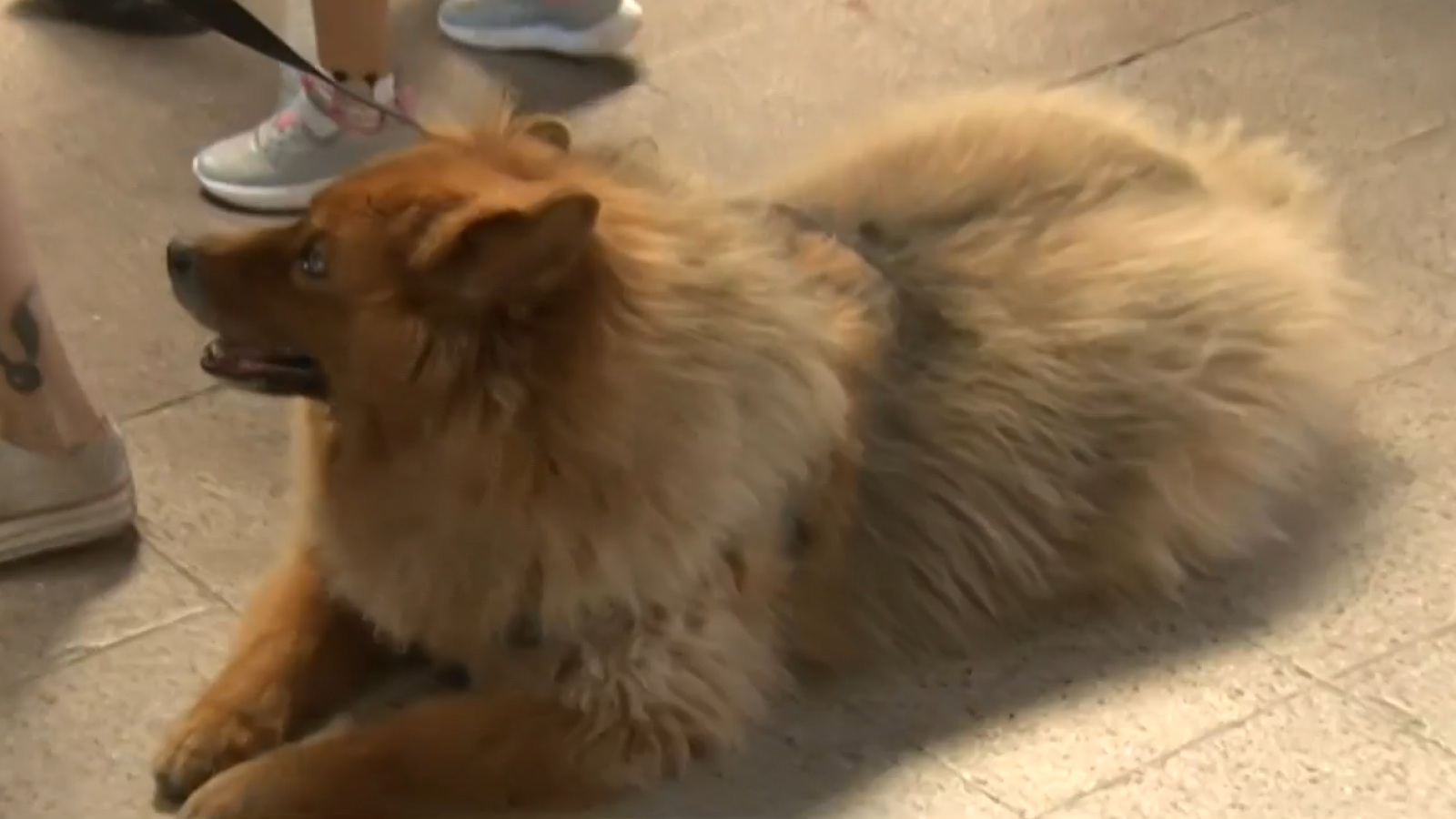 Los votantes más lindos: Los perritos se toman las elecciones en Chile
