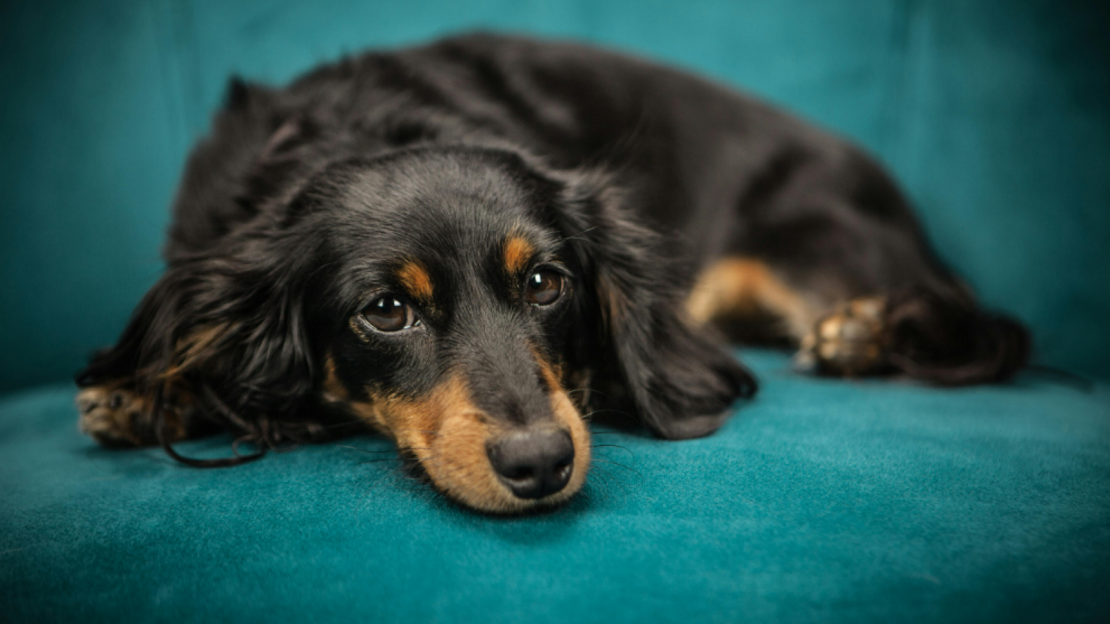 El mejor amigo de los humanos