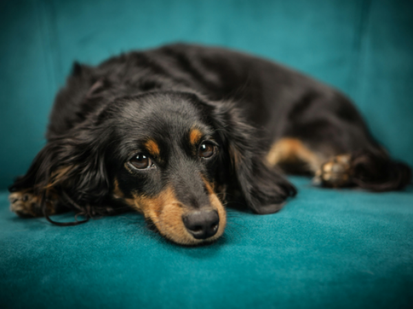 El mejor amigo de los humanos