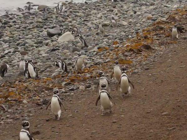 Selva Viva Patagonia: Tras las huellas del Pingüino de Magallanes