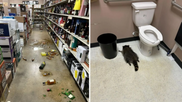 <p>Mapache emborrachado en una licoría</p>Una loca noche: Encuentran a mapache emborrachado al interior de un local de Estados Unidos
