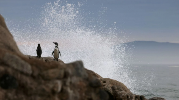 Estudio asegura que miles de pingüinos mueren por falta de alimentos en Sudáfrica
