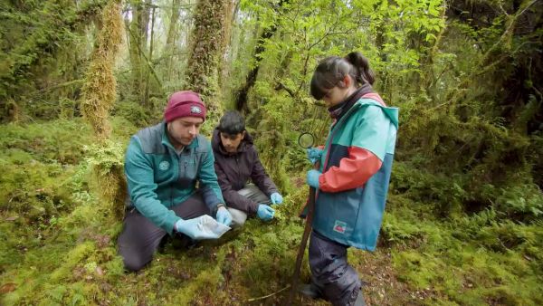 La Isla Grande de Flo: Tras la pista de la Ranita de Chiloé