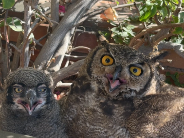 Familia de búhos en balcón de departamento en Vitacura