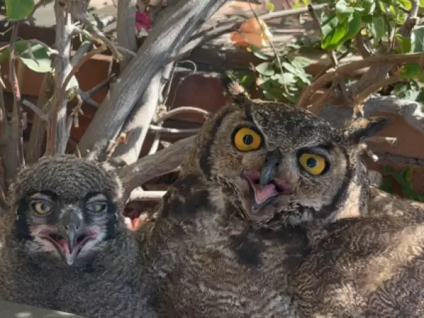 Familia de búhos en balcón de departamento en Vitacura