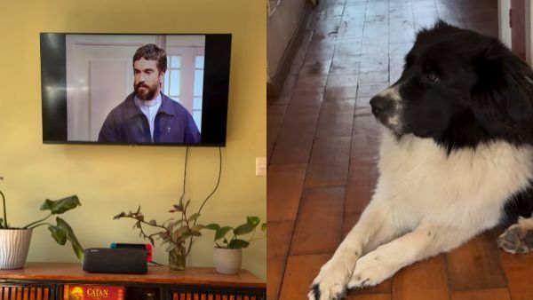 Perrito es viral al ser sorprendido viendo los últimos capítulos de "Romané"
