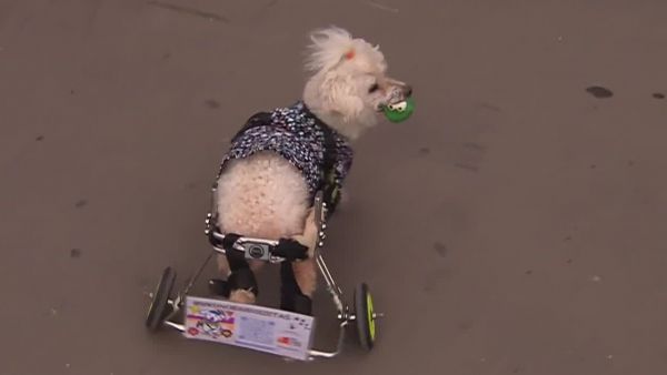 <p>Brunito </p>Brunito se robó el corazón de los votantes en el Estadio Nacional
