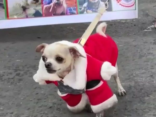 Desfile Navideño de Mascotas en Bolivia