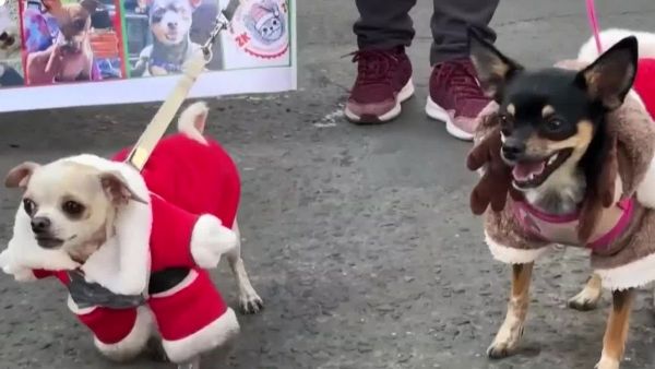 <p>Desfile Navideño de Mascotas en Bolivia</p>Desfile Navideño de Mascotas en Bolivia: Perritos roban corazones antes de Navidad
