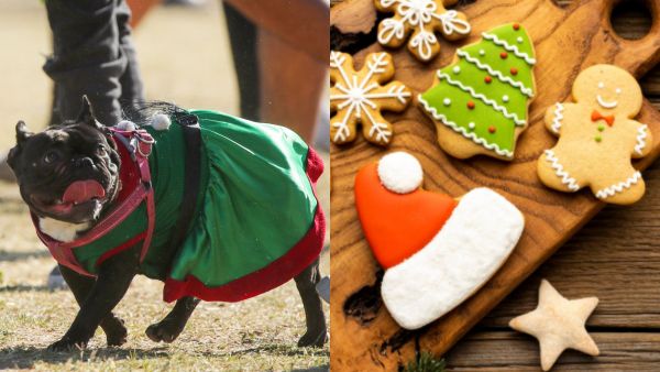 Receta navideña para tu mascota: Galletas de navidad aptas para perros