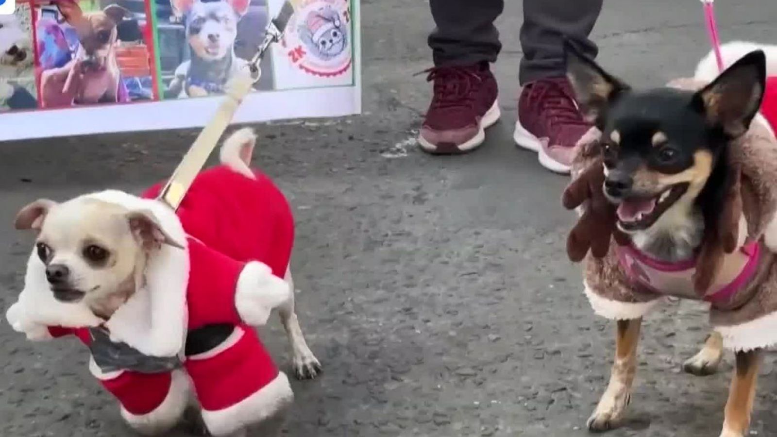 <p>Desfile Navideño de Mascotas en Bolivia</p>
