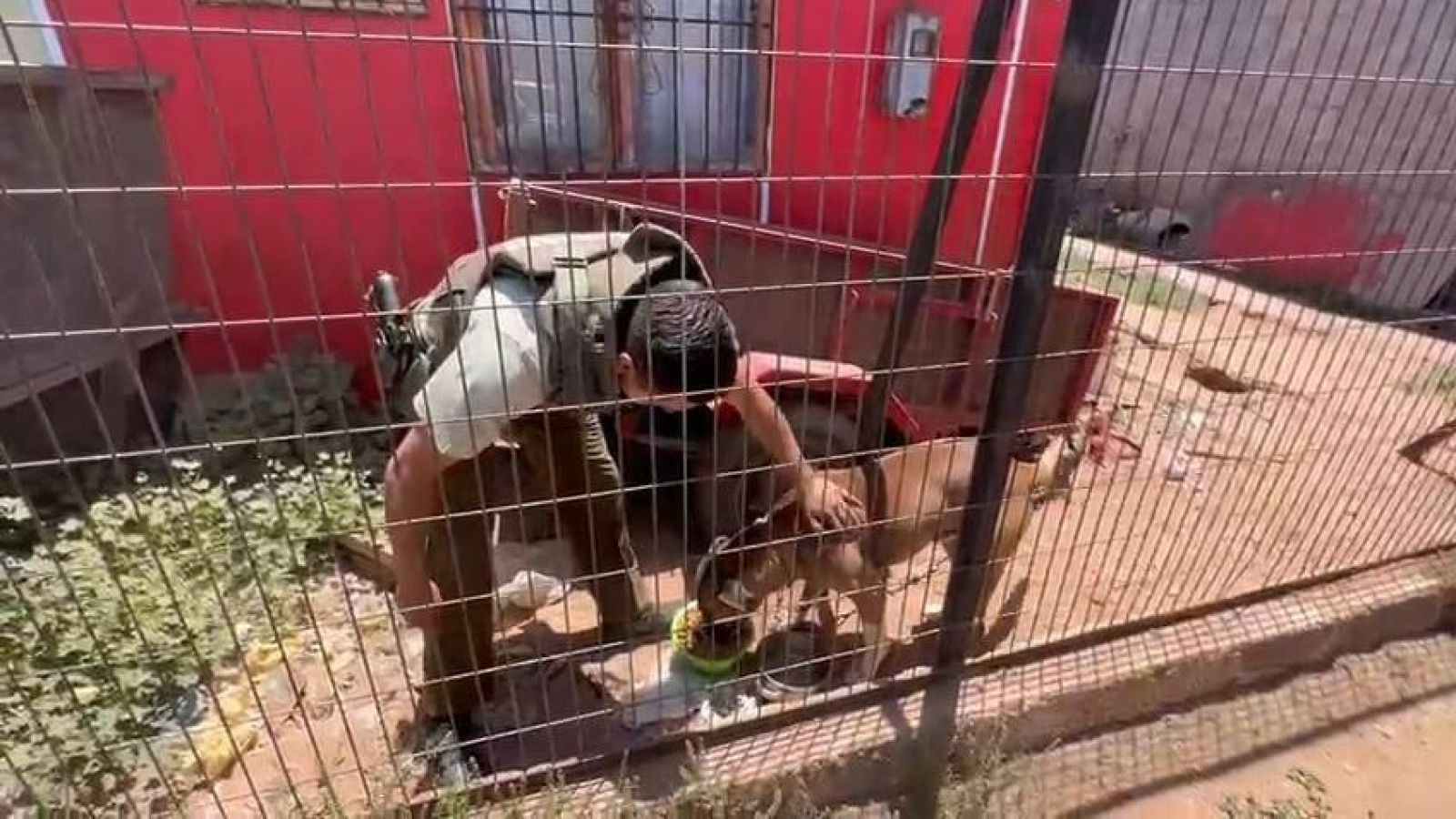 Rescatan a perro en La Serena que permanecía encadenado sin alimento ni agua