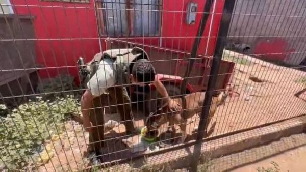 <p>Rescatan a perro en La Serena que permanecía encadenado sin alimento ni agua</p>Rescatan a perro en La Serena que permanecía encadenado sin alimento ni agua
