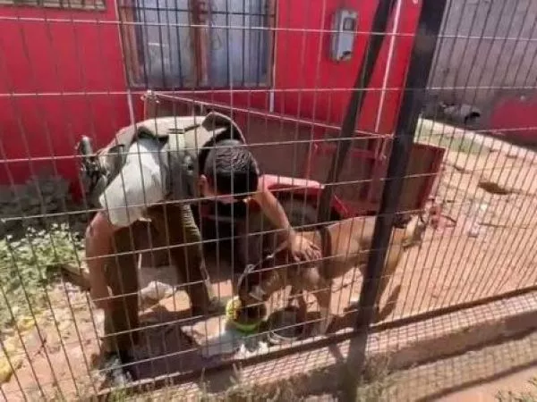 Rescatan a perro en La Serena que permanecía encadenado sin alimento ni agua