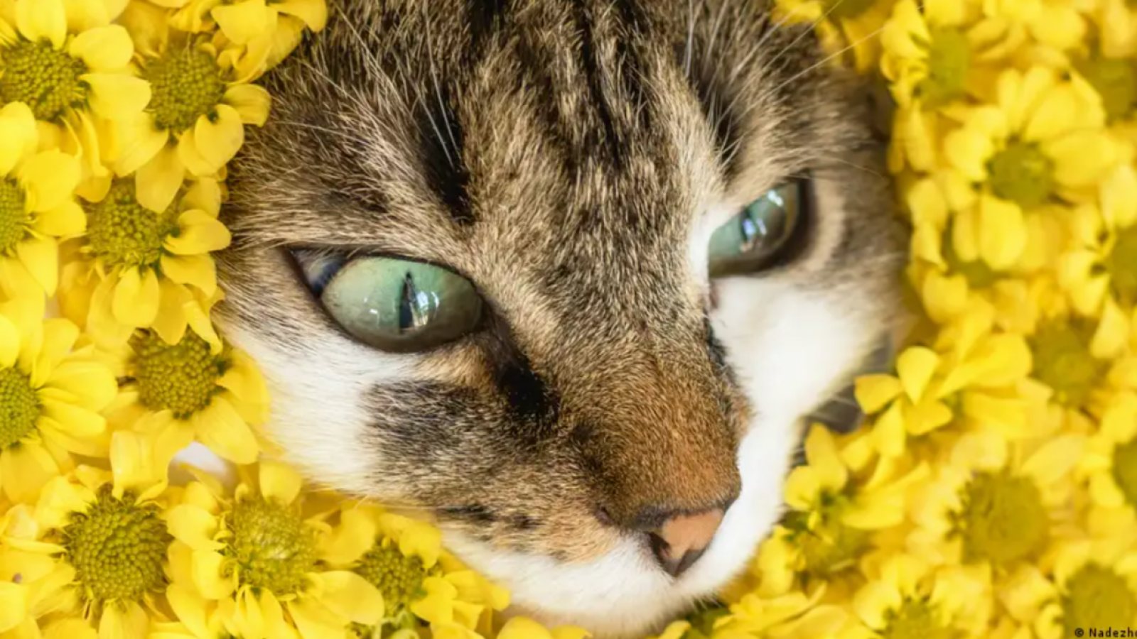 La razón por la cual los gatos maúllan más a los hombres que a las mujeres