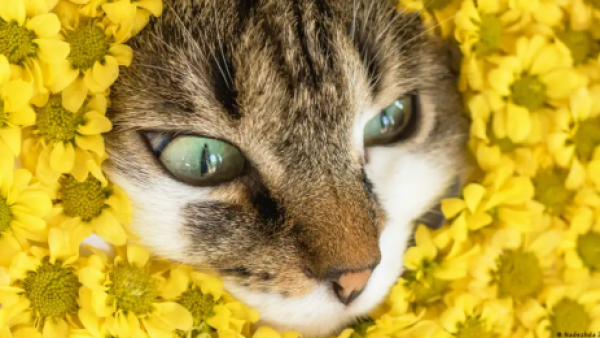 <p>La razón por la cual los gatos maúllan más a los hombres que a las mujeres</p>La razón por la cual los gatos maúllan más a los hombres que a las mujeres
