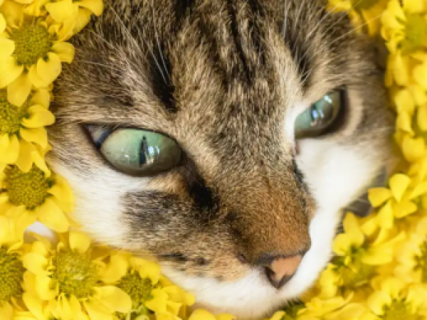 La razón por la cual los gatos maúllan más a los hombres que a las mujeres