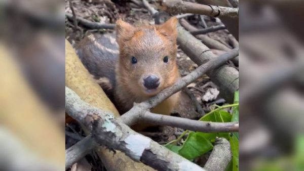 <p>Imagen de pudú recién nacido en Villarrica enternece a las redes </p>Imagen de pudú recién nacido en Villarrica enternece a las redes
