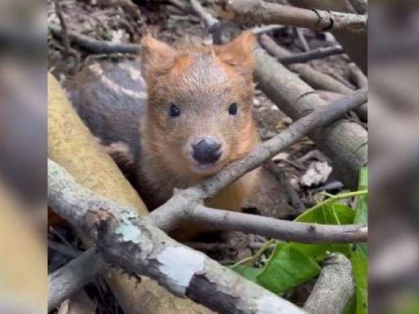 Imagen de pudú recién nacido en Villarrica enternece a las redes