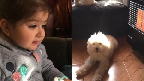Perrita protagonista de recordado viral sufre complicado estado de salud: familia pidió ayuda
