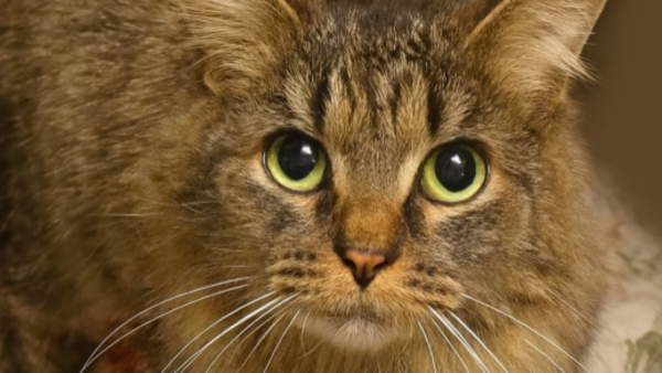 Familia logra encontrar a su gatita perdida hace más de un año tras el huracán Helene
