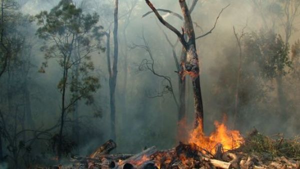 <p>Brigadas de Conaf y helicópteros combatiendo el incendio Cerro Maule en la Región del Maule.</p>