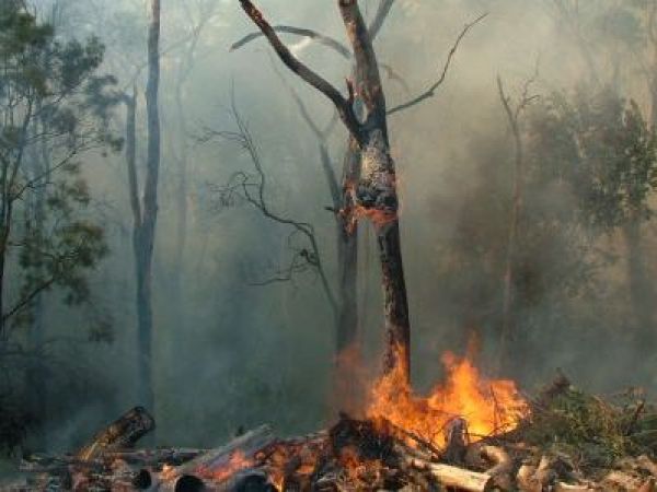 Brigadas de Conaf y helicópteros combatiendo el incendio Cerro Maule en la Región del Maule.