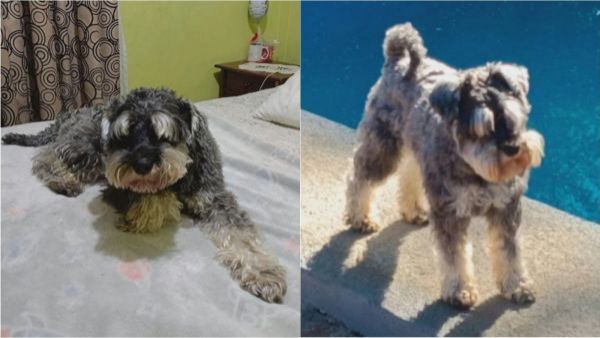 "Ella es la que agrede a mi perro": Dueña responde tras fallo judicial por ladridos de perro
