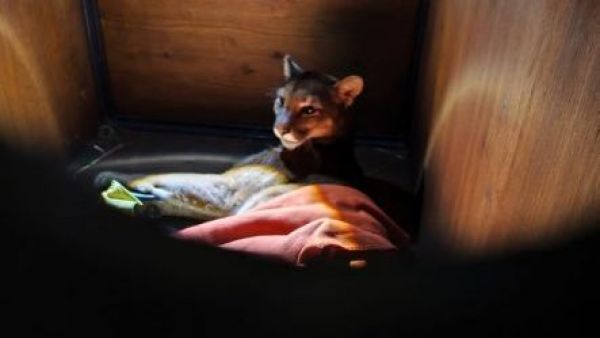 <p>Murió pequeña puma atropellada en Frutillar: SAG pide precaución a conductores</p>Murió pequeña puma atropellada en Frutillar: SAG pide precaución a conductores

