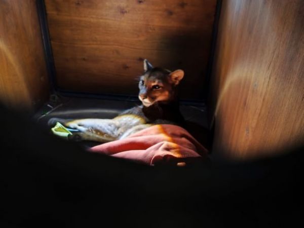 Murió pequeña puma atropellada en Frutillar: SAG pide precaución a conductores