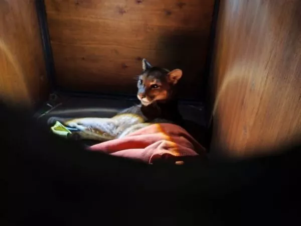 Murió pequeña puma atropellada en Frutillar: SAG pide precaución a conductores