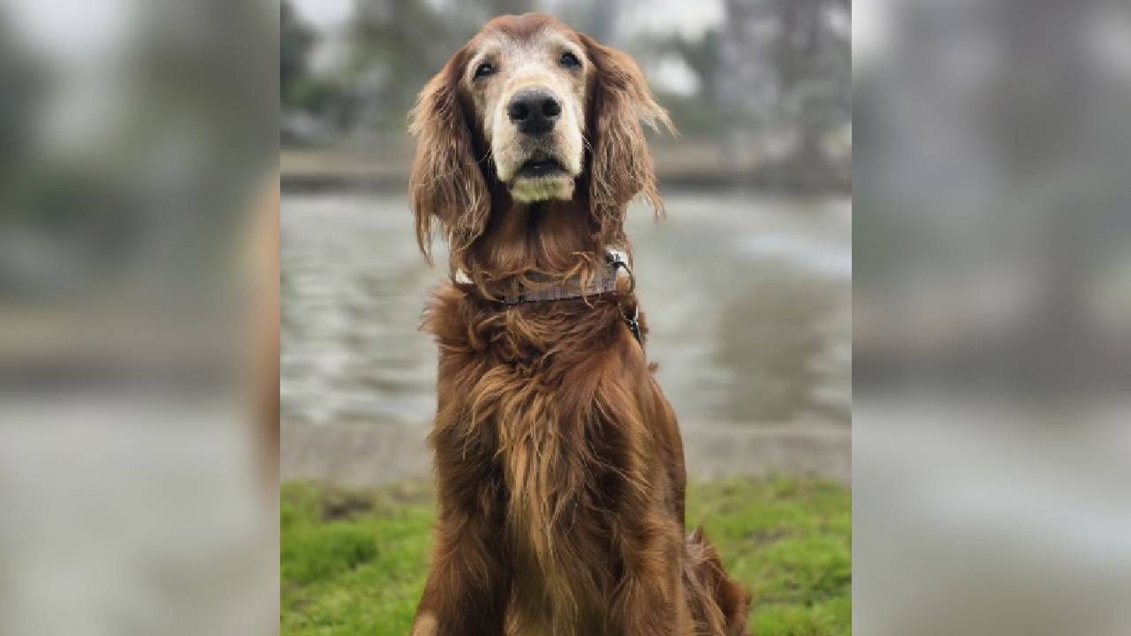 Perrita con cáncer dejó sus juguetes a otros perritos antes de morir