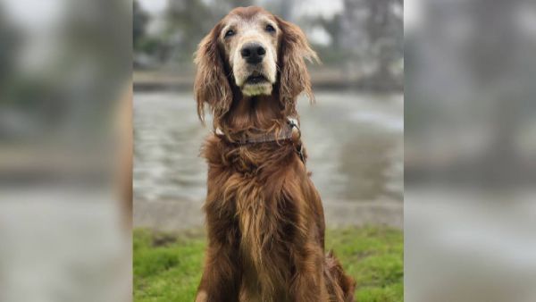 <p>Perrita con cáncer dejó sus juguetes a otros perritos antes de morir</p>Perrita con cáncer dejó sus juguetes a otros perritos antes de morir
