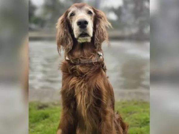 Perrita con cáncer dejó sus juguetes a otros perritos antes de morir