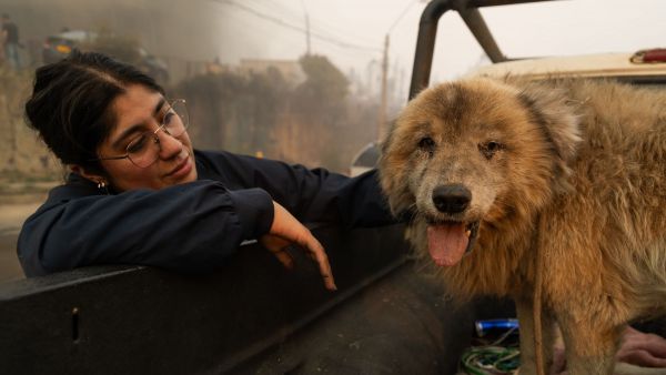 <p>¿Cómo ayudar? incendios</p>¿Cómo ayudar? Conoce las organizaciones que reciben aportes para los damnificados por incendios
