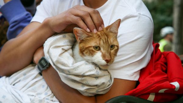 ¡No los dejes atrás!: Guía de tenencia responsable y kit de emergencia para mascotas en incendios
