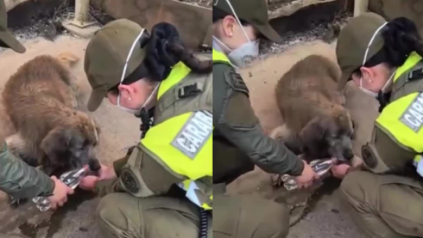 Emotivo registro: Carabineros dan agua a perro afectado por incendio en Lirquén