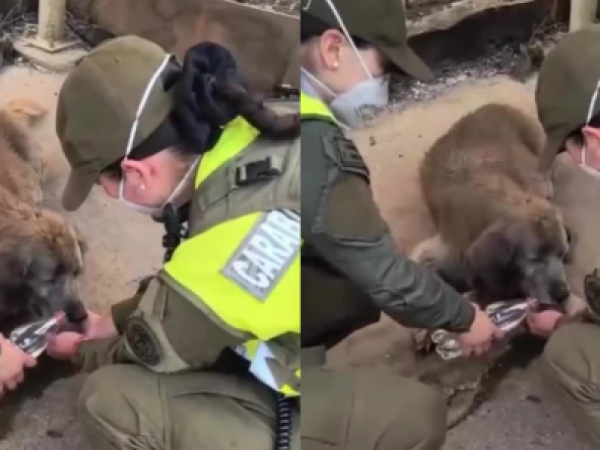 Emotivo registro: Carabineros dan agua a perro afectado por incendio en Lirquén