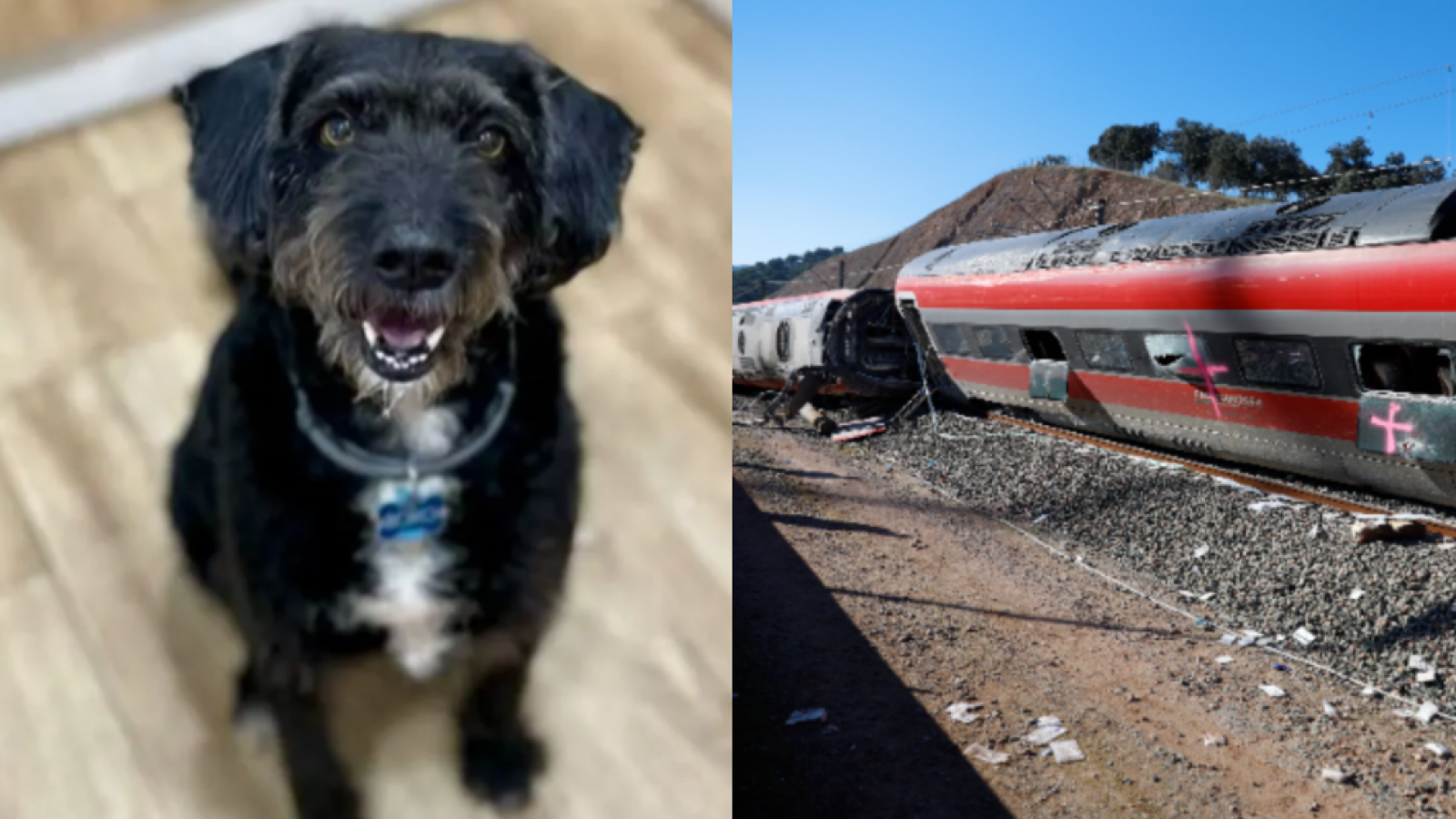 La viral búsqueda de Boro, perro perdido tras accidente ferroviario en España
