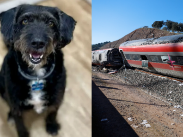 La viral búsqueda de Boro, perro perdido tras accidente ferroviario en España