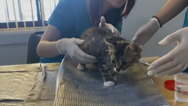 "Fundación Ayuda Callejeros" inicia campaña para perritos y gatitos damnificados por incendios